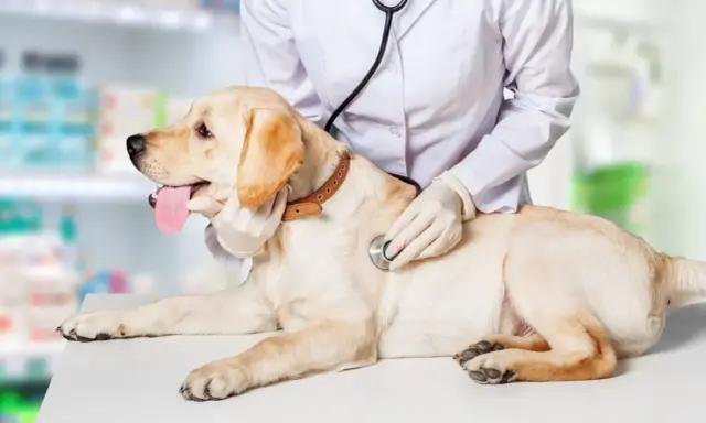Weterynarz bada labradora, który nie sika od 24 godzin. Pies leży na stole, a lekarz osłuchuje go stetoskopem.