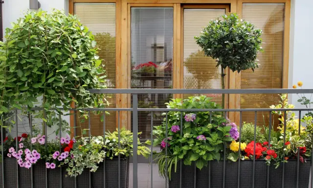 Kwiaty i drzewka na balkonie to świetny sposób, jak osłonić balkon w bloku. Kolorowe pelargonie, hortensje i bluszcz tworzą zieloną ścianę.