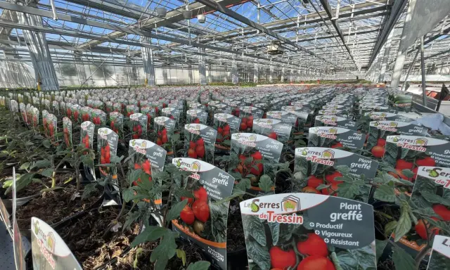 Des rangées de plants de tomate greffée s'étendent sous la serre, promettant une récolte abondante.