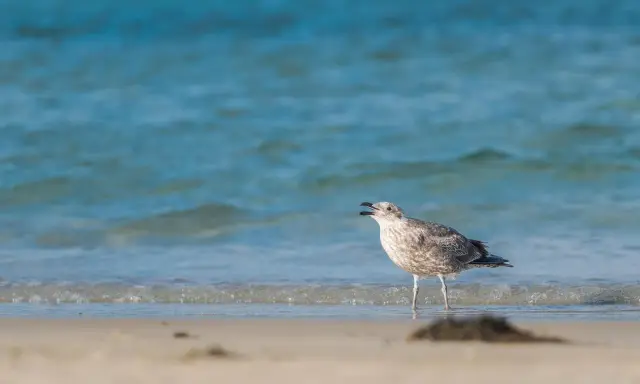 Młoda mewa stoi na brzegu plaży, wpatrując się w fale Bałtyku.