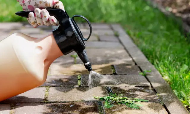Rękawiczka w kwiaty trzyma opryskiwacz, który rozpyla płyn na chwasty rosnące między płytkami chodnika.