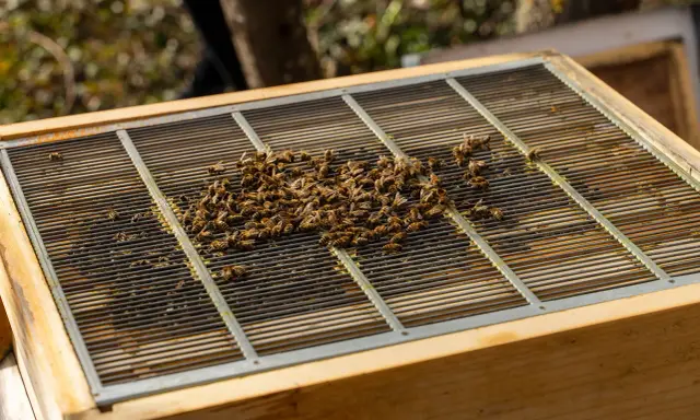 A cluster of bees swarming on a metal grate atop a wooden beehive.