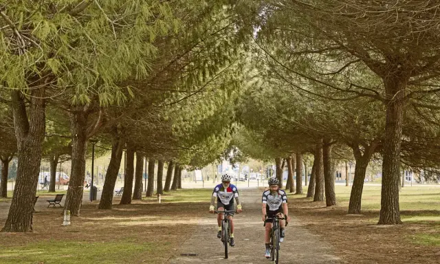 Due ciclisti pedalano su una ciclabile a Ravenna, immersi in un viale alberato di pini marittimi.