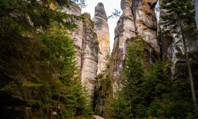 Ścieżka wśród skalnych gigantów w Broumovskich Stenach. Wysokie, piaszczyste formacje skalne otoczone zielonymi świerkami.