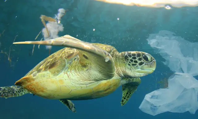 Tartaruga marina nuota tra sacchetti di plastica, simbolo del l'inquinamento marino.