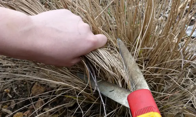 Main tenant, quand couper les graminées. Une main saisit des brins secs avant de les couper avec des cisailles de jardinage.