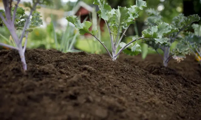 Små kålplantor växer i den mörka, kalkrika jorden. I bakgrunden syns ett rött hus och grönska.