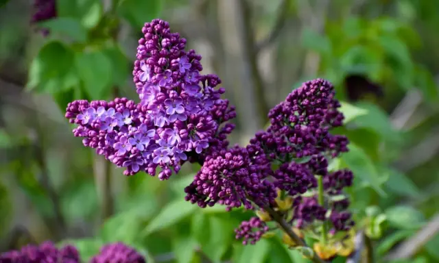 A vibrant lilac bush in fall, its deep purple blossoms a striking contrast against the soft green foliage.