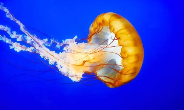 Medusa arancione con lunghi tentacoli fluttuanti su sfondo blu. Attenzione, la Pelagia noctiluca è pericolosa.