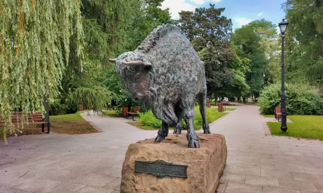 Pomnik żubra, symbol Hajnówki, w parku. Wspaniałe **hajnówka atrakcje** przyciągają turystów.
