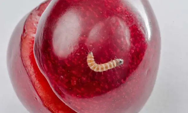 A tiny, segmented caterpillar, one of the cherry worms, crawls on a ripe, red cherry.
