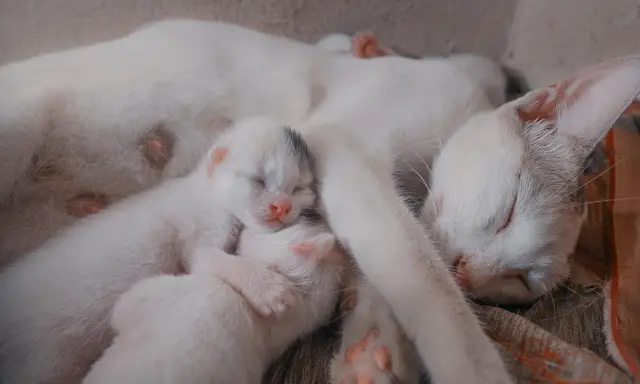 Śpiąca mama kotka z kilkoma maleńkimi, białymi kociętami. Widać, ile koty są w ciąży, gdy troskliwie otula swoje potomstwo.