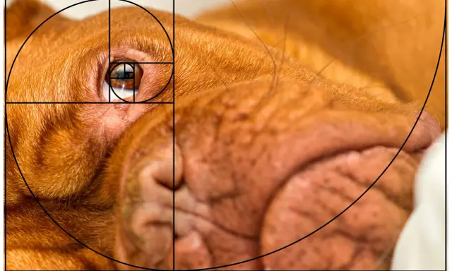 En närbild av en hunds öga och nos, med en överlagd gyllene snittet foto-spiral som framhäver kompositionen.