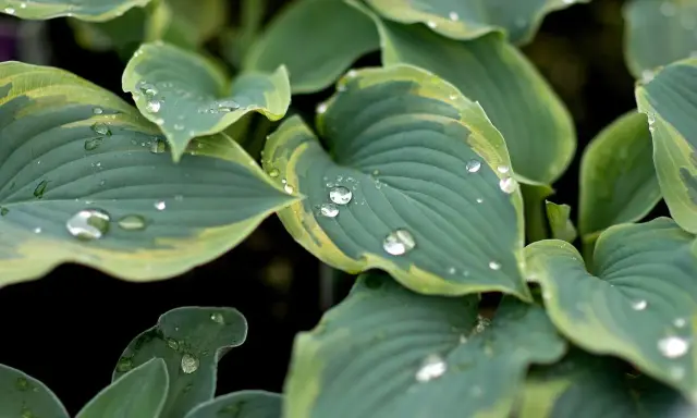 Close-up of variegated hosta types after rain, with water droplets clinging to the blue-green leaves edged in yellow.