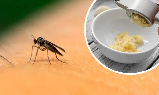Ziemiórki na skórze i czosnek granulowany na ziemiórki wyciskany przez praskę do miseczki.