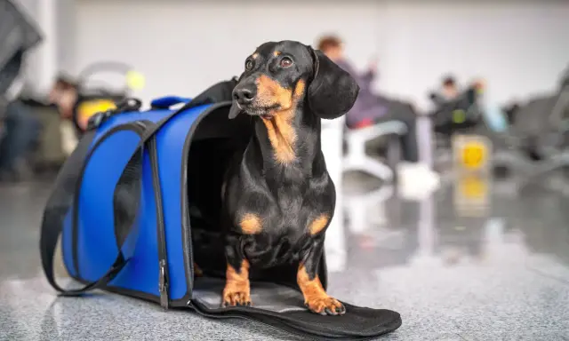 Jamnik w niebieskiej torbie podróżnej czeka na lot z Ryanair.