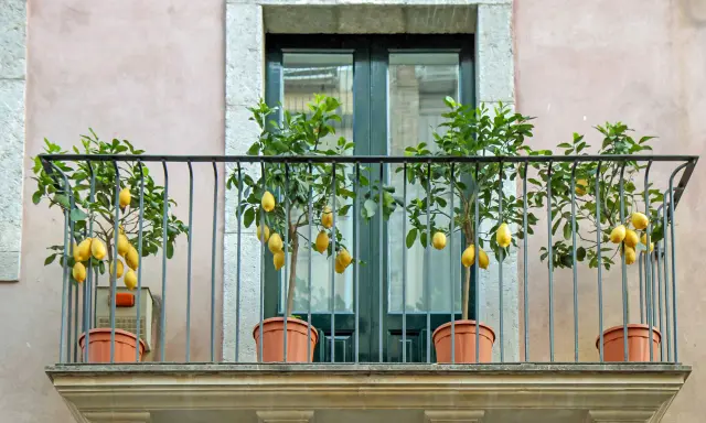 Quatre citronniers en pot ornent un balcon, leurs fruits jaunes brillants se détachant sur le feuillage vert.