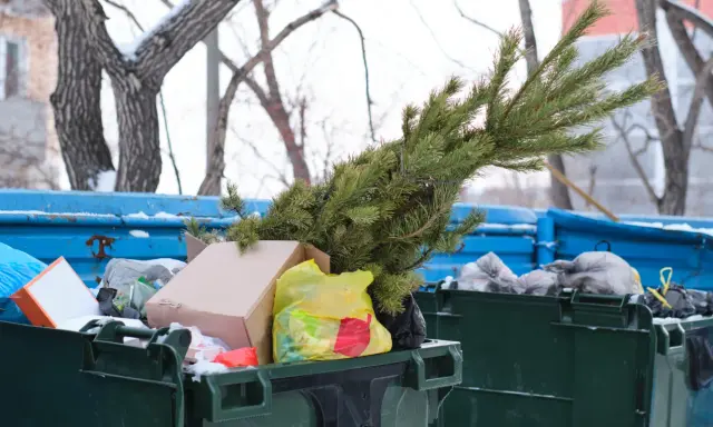 Po świętach czas na porządki. Gdzie wyrzucić sztuczną choinkę? W tym przypadku zielona gałązka trafiła do śmietnika.