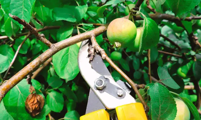 Sécateur jaune prêt à tailler un jeune pommier. L'entretien de l'arbre assure une belle récolte.