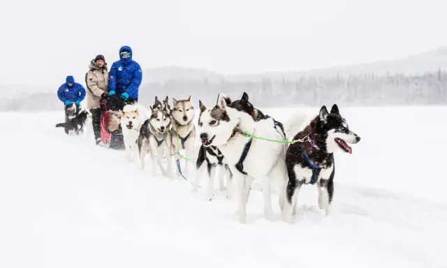 En grupp hundar drar en släde genom snön. Hundspannet är en fantastisk upplevelse i vinterlandskapet.