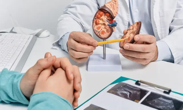 Lekarz wyjaśnia pacjentowi budowę nerki, omawiając szczegóły przed biopsją nerki.
