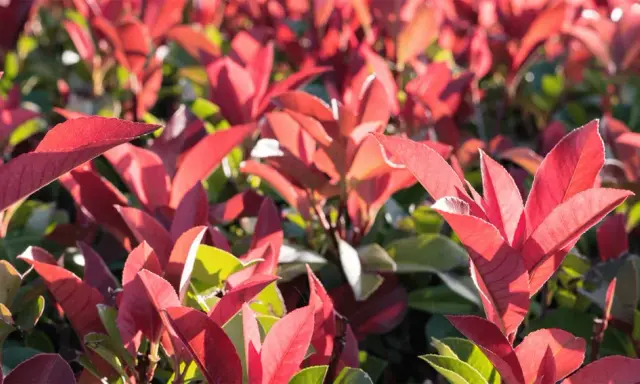 Feuilles d'un arbuste persistant rouge éclatant, baignées de soleil. Un spectacle végétal vibrant.