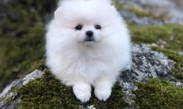 En vit fluffig hund liten sitter på en mossig sten.
