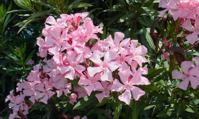 Oleander: Przycinanie krok po kroku. Kwitnij bujnie i bezpiecznie!