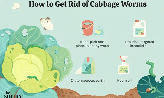 Illustration showing methods to combat cabbage worms, including hand-picking, insecticide, diatomaceous earth, and neem oil.