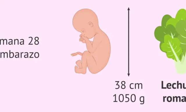Semana 28 de embarazo: el feto mide 38 cm y pesa 1050 g, como una lechuga romana.