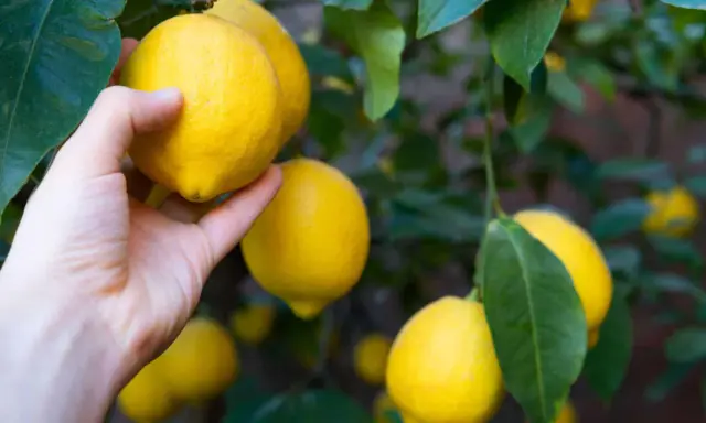 Main d'une personne cueillant un citron jaune mûr sur un arbre, entouré de feuilles vertes.