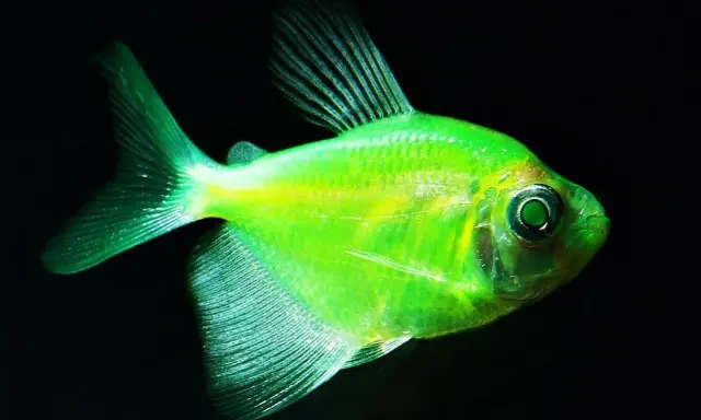 Neonowa tetra kolorowa, świecąca w ciemności. Idealna do akwarium z innymi rybami.