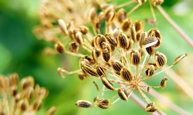 Reife Dill-Samenstände, bereit zum Dill ernten. Die braunen Samen sind gestreift und hängen an dünnen Stielen vor unscharfem grünen Hintergrund.