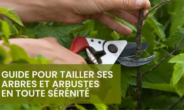 Main d'un jardinier utilisant un sécateur pour l'élagage d'un arbre. Guide pour tailler ses arbres et arbustes en toute sérénité.