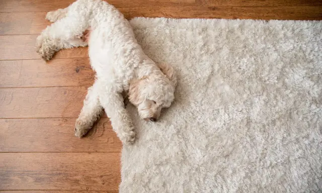 Un perro blanco duerme plácidamente sobre una alfombra mullida, ajeno al ruido calle.