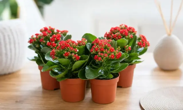 Plusieurs kalanchoés aux fleurs rouges éclatantes, prêts pour leur kalanchoe arrosage.