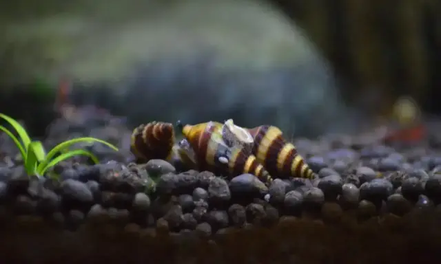 Pasywne ślimaki w akwarium, idealne do czyszczenia dna. Te ślimaki są świetnym wyborem, jeśli zastanawiasz się, jakie ślimaki do akwarium wybrać.