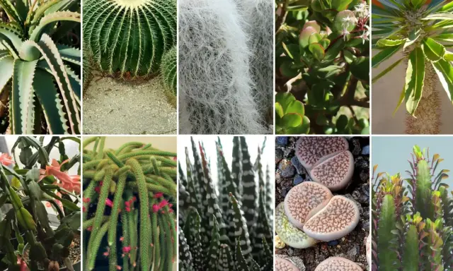 Kolaż przedstawia różnorodne sukulenty gatunki: aloes, kaktus kulisty, Tillandsia, grubosz, wilczomlecz, grudnik, kaktus-wężyk, Haworthia, litopsy i inny wilczomlecz.