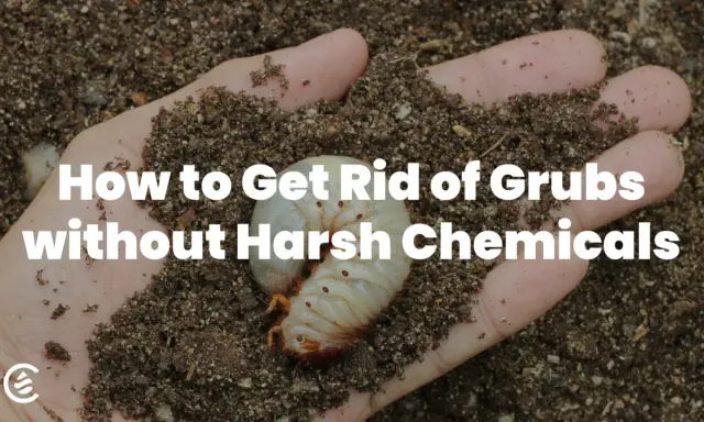 A hand holds soil with a large white grub, illustrating how to get rid of grubs without harsh chemicals.