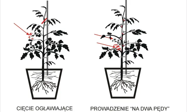 Przycinanie pomidorów: Poradnik, który zmieni Twoje zbiory!