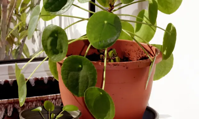 Kwiat pieniążek, znany też jako pilea, pięknie rośnie. Jego okrągłe liście tworzą gęstą kępę.
