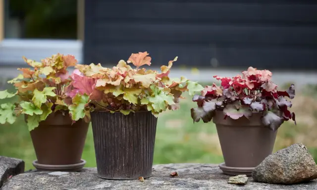 Vackra alunrot samplanteringar i krukor på en stenmur. Bladen skiftar i grönt, rosa och rött.