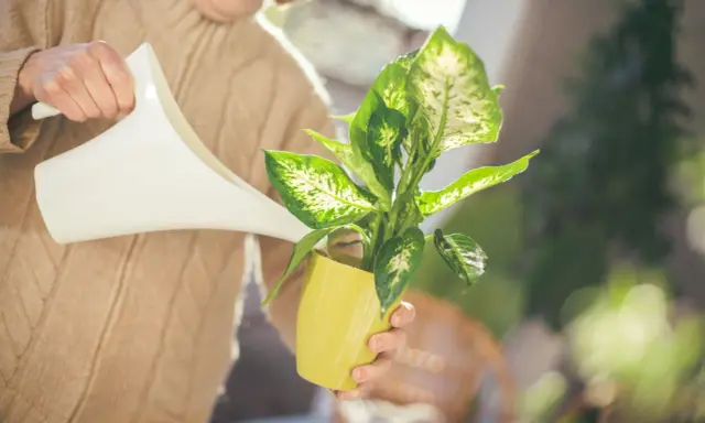 Osoba w beżowym swetrze podlewa difenbachię z żółtej doniczki.