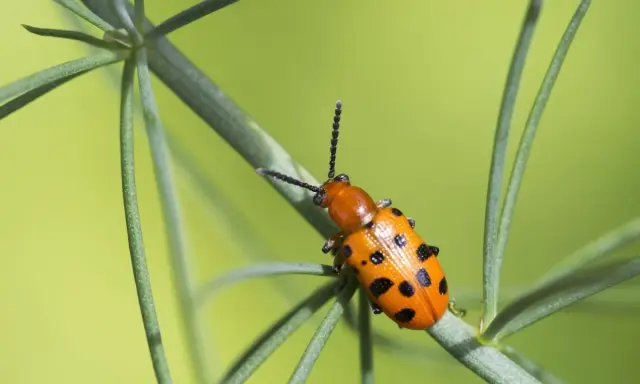 A bright orange asparagus beetle with black spots crawls on a green plant stem against a blurred green background.