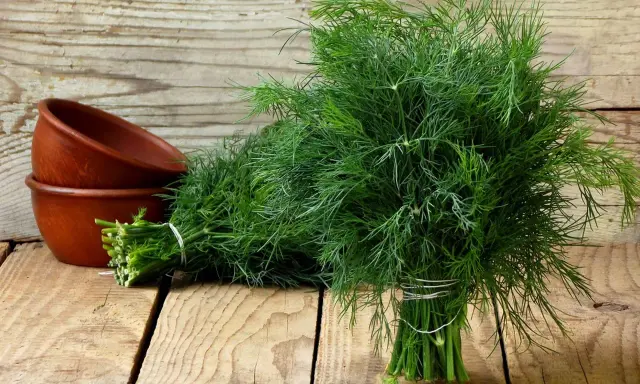 Pęczek świeżego koperku, znanego z licznych właściwości, na drewnianym tle. Obok gliniane miseczki.