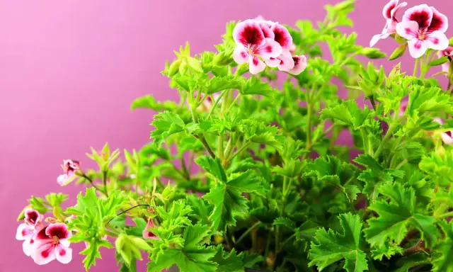 Kwitnący krzew pelargonii pachnącej, znanej jako anginka kwiat, z różowo-bordowymi kwiatami na tle pudrowego różu.