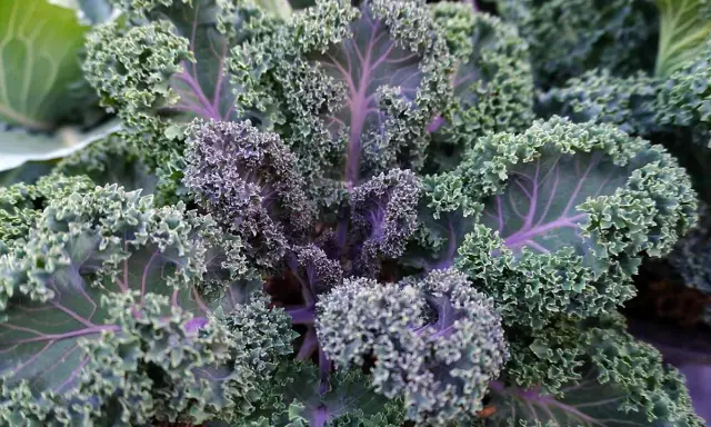 A vibrant kale plant with ruffled, curly leaves in shades of green and deep purple. The veins of the kale plant are a striking purple, adding to its beauty.