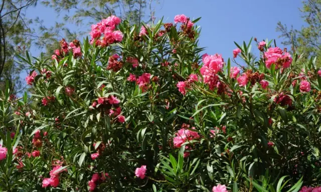 Un buisson de laurier rose en pleine floraison, avec des fleurs roses vives et des feuilles vertes luxuriantes sous un ciel bleu clair.