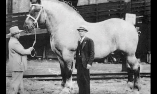 Kto jest największym koniem na świecie? Poznaj Big Jake'a i gigantów!