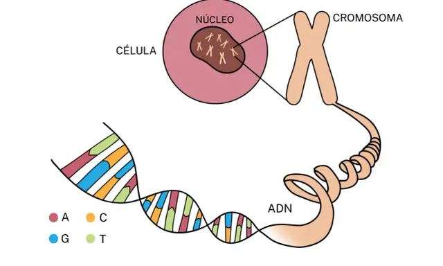 La célula contiene un núcleo con cromosomas, que a su vez contienen ADN. Esto ilustra la base de la diferencia entre genético y hereditario.